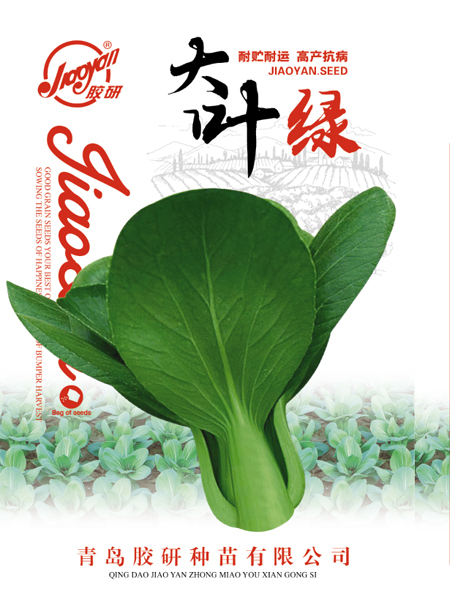 大叶绿——油菜